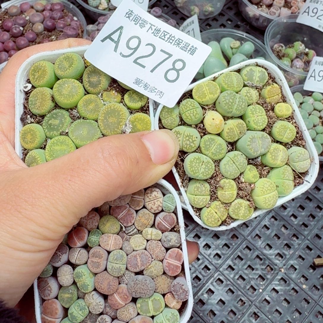 9278—–零下地区需拍保温箱