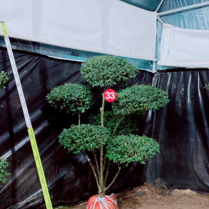 无花朵一物一拍一个一个