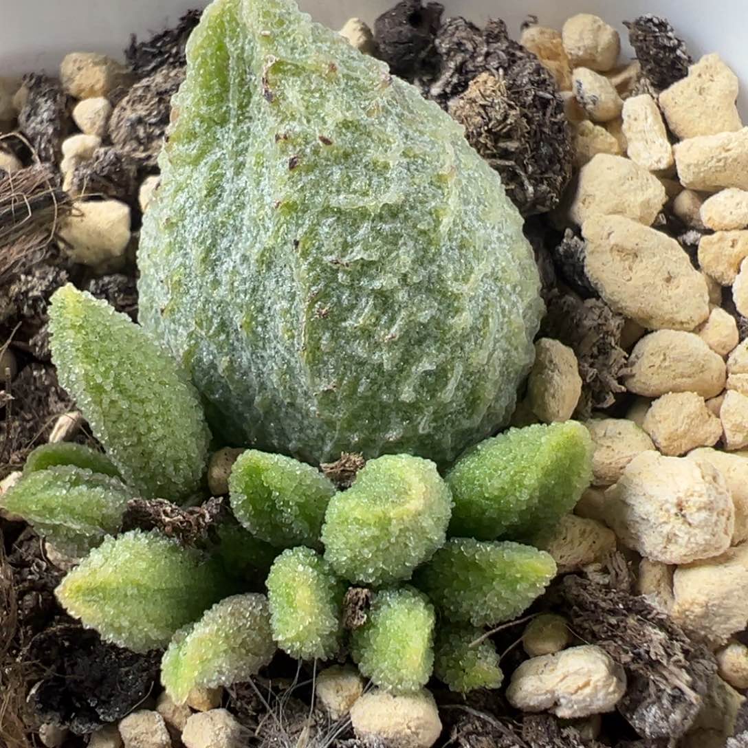 实生底叶苗纹路款多肉植物
