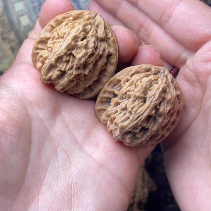 核桃白狮子和金龟一起被打得