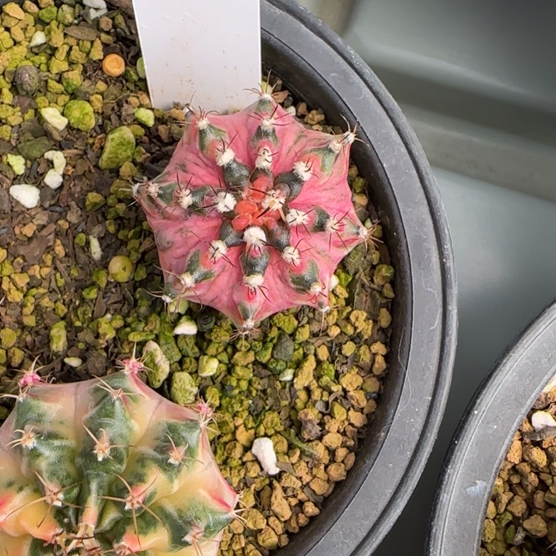 呃***~185-0214海神锦脱土发多肉