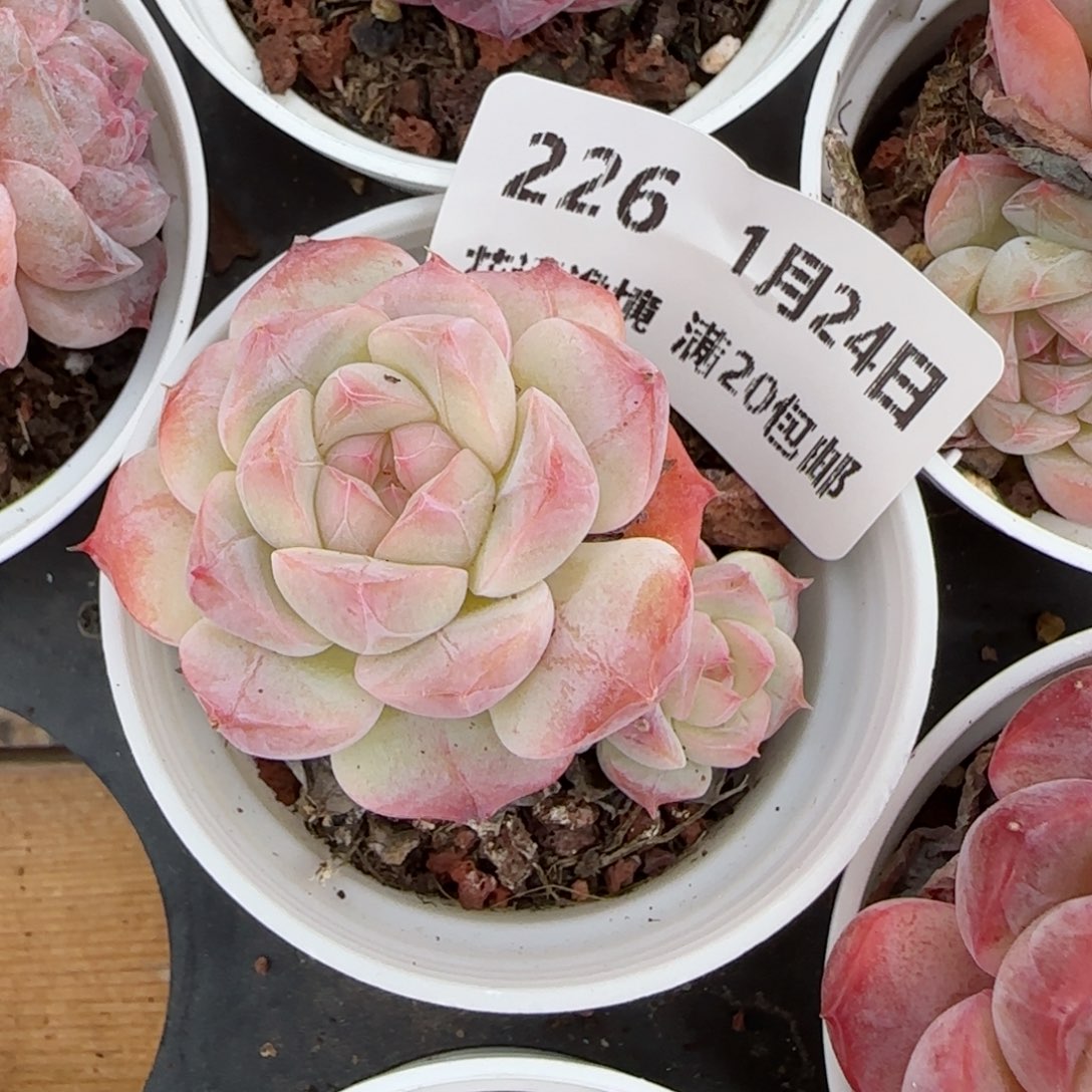 花语逸境0124-226