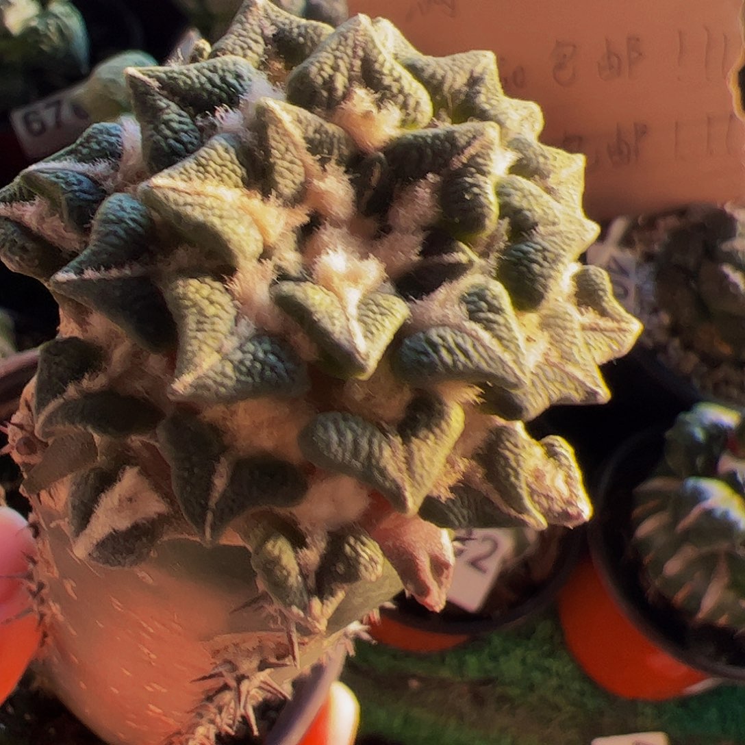 无花朵黑牡丹仙人球535