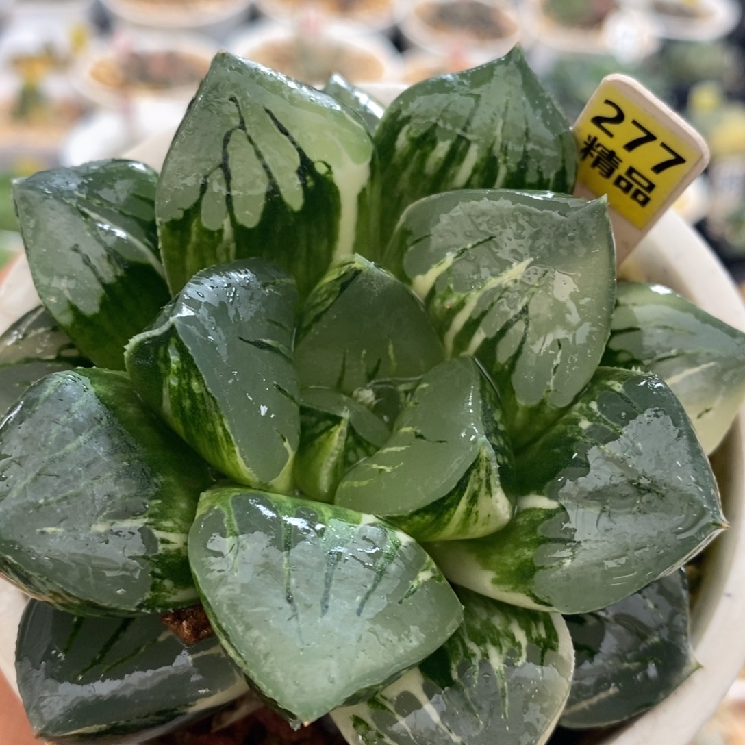 不开花植物277莫迪卡