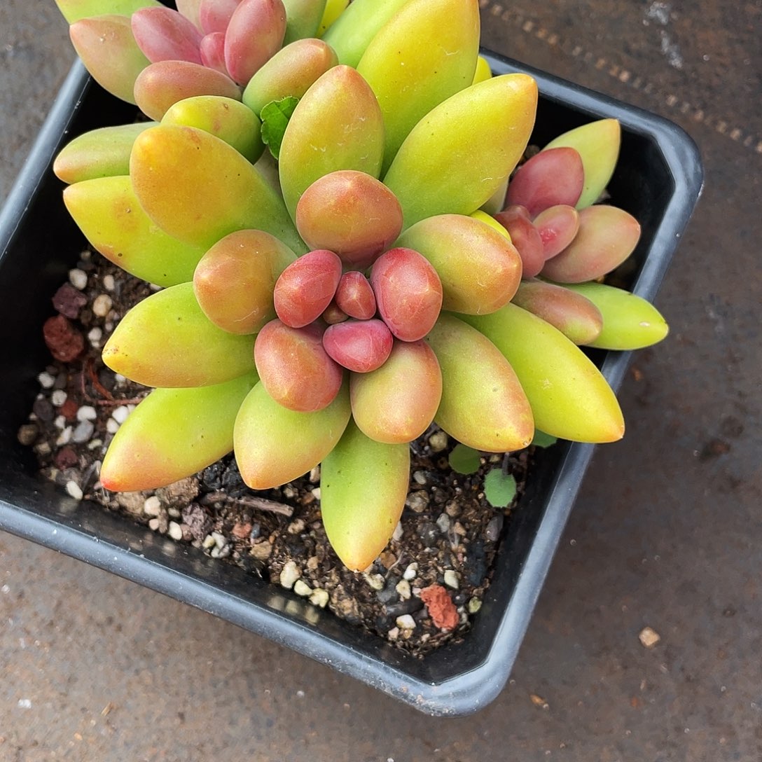 冰***i冰糖姐多肉链接的时候