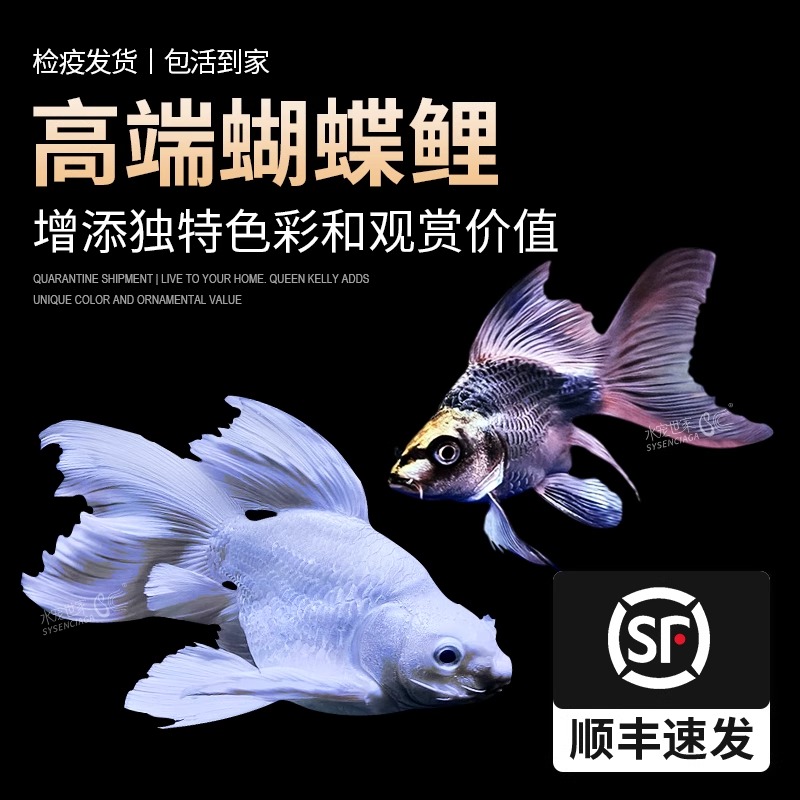 台湾蝴蝶鲤长尾贵妃蝴蝶鲤球形锦鲤鱼苗黄金冷淡水活体观赏鱼纯种