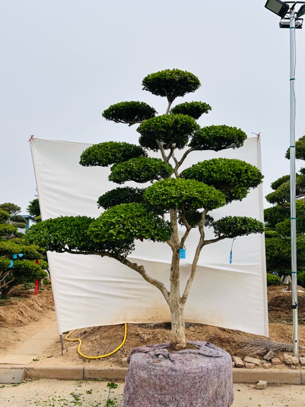 黄杨造型树盆景 庭院别墅景观树 基地直发一物一拍