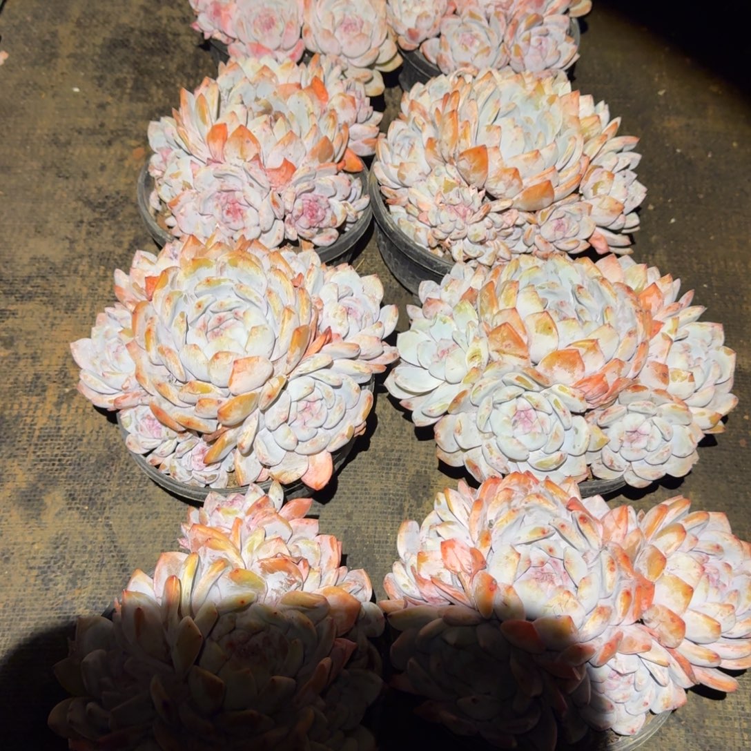 小手捧橙梦路多肉植物