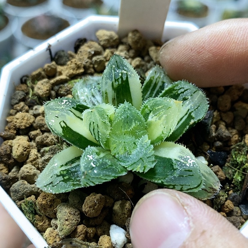 【闪购商品】167荷塘月色