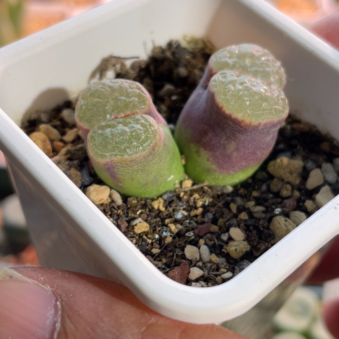 妖***妖双头磁铁植物一物一拍