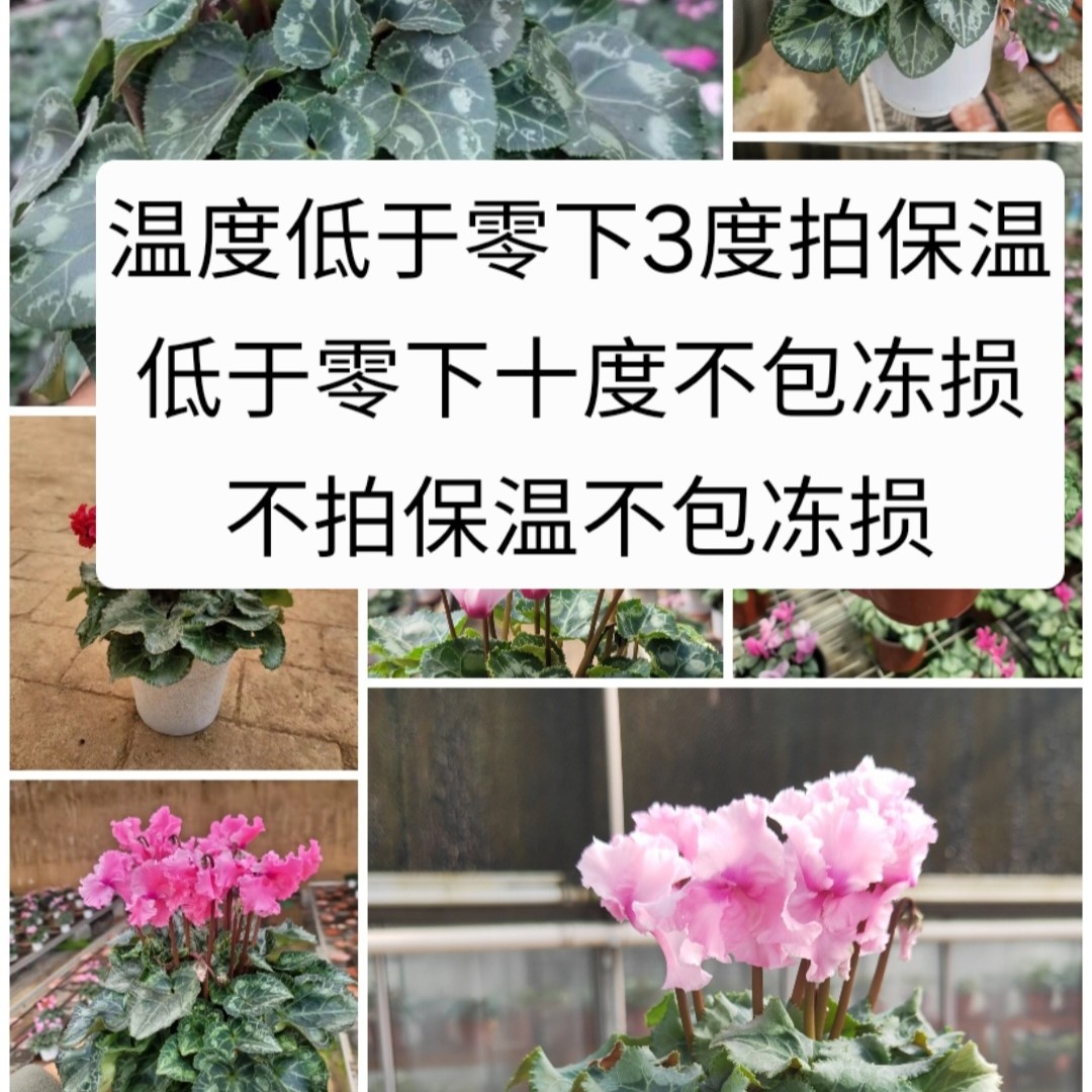 温度低于零下五度地区拍保温棉