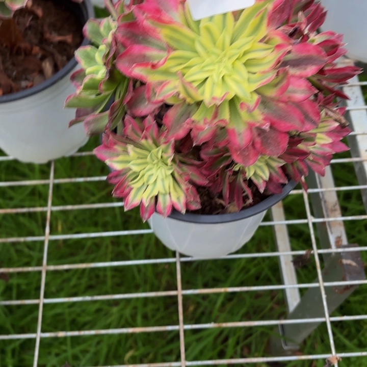 云南绿体仙魔好看16号去