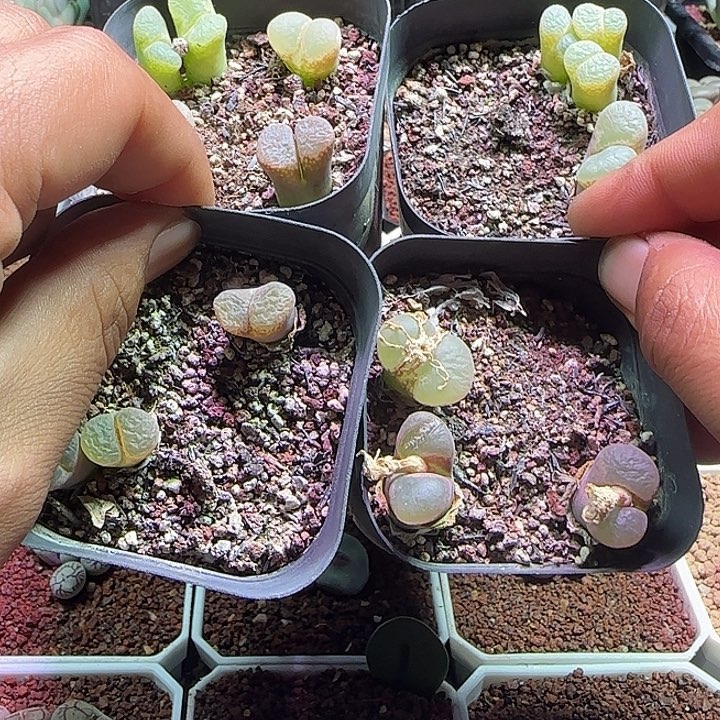 *****哈哈哈哈哈哈哈314