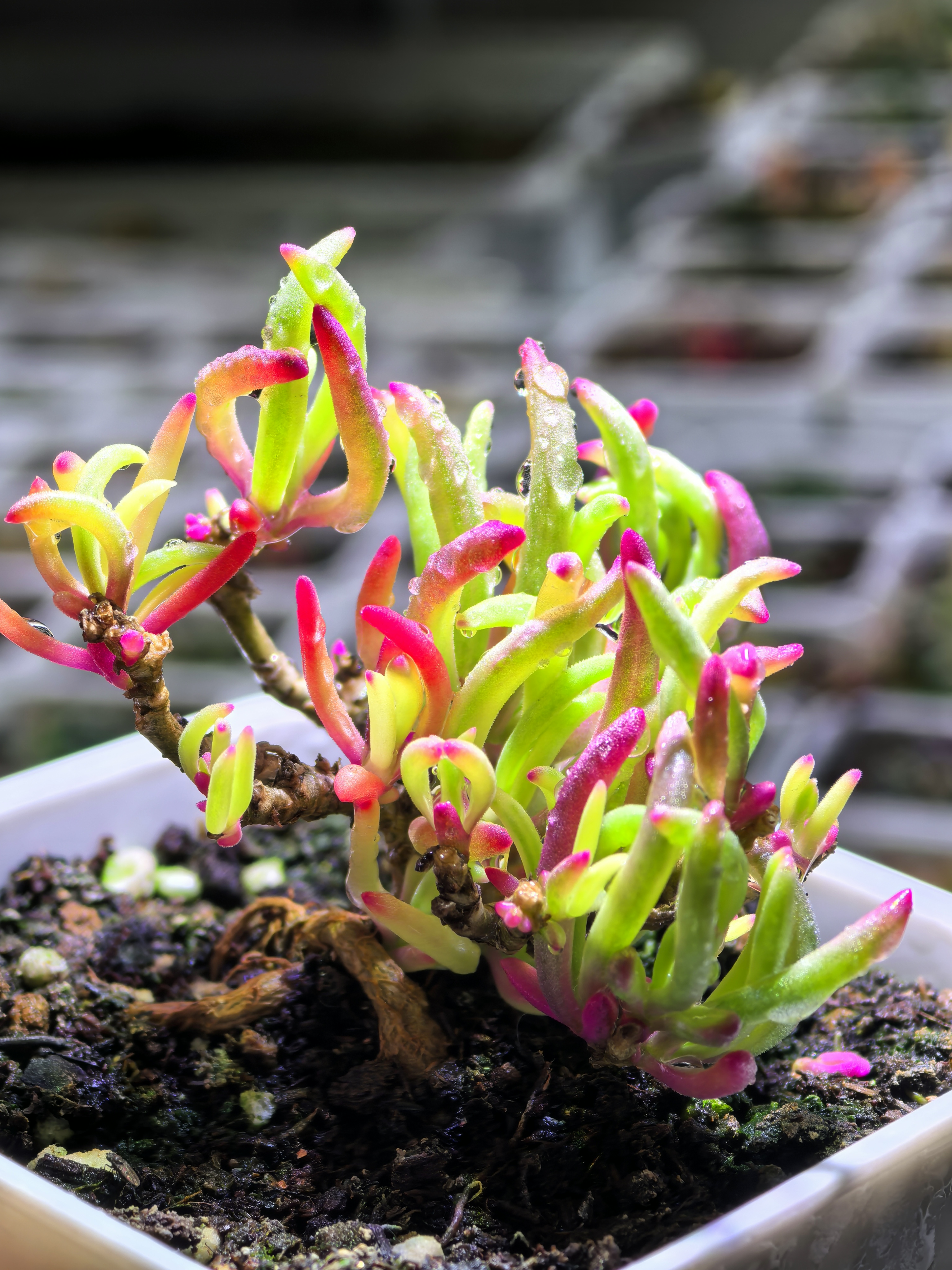 冰花锦 番杏科块根植物锦 多肉植物锦 拍下默认随机发小颗植株