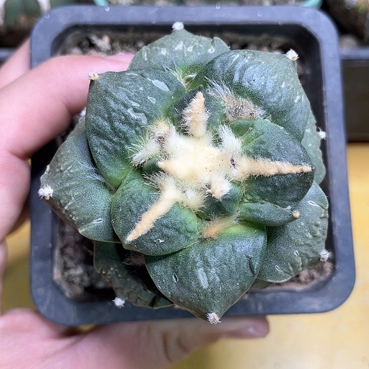 仙人球苗接青瓷6.4公分130