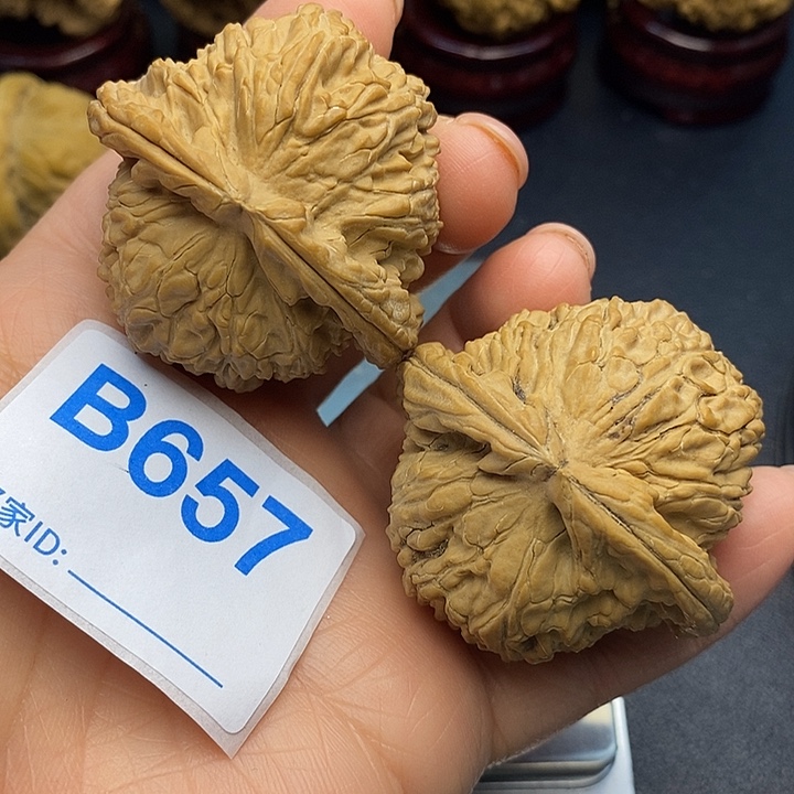 核桃白狮子4:6，白狮