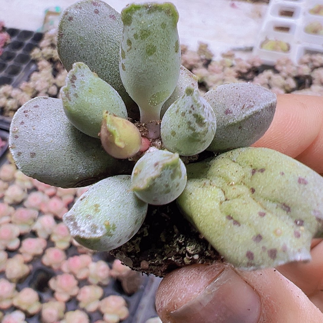 小海豹3个19包邮多肉植物