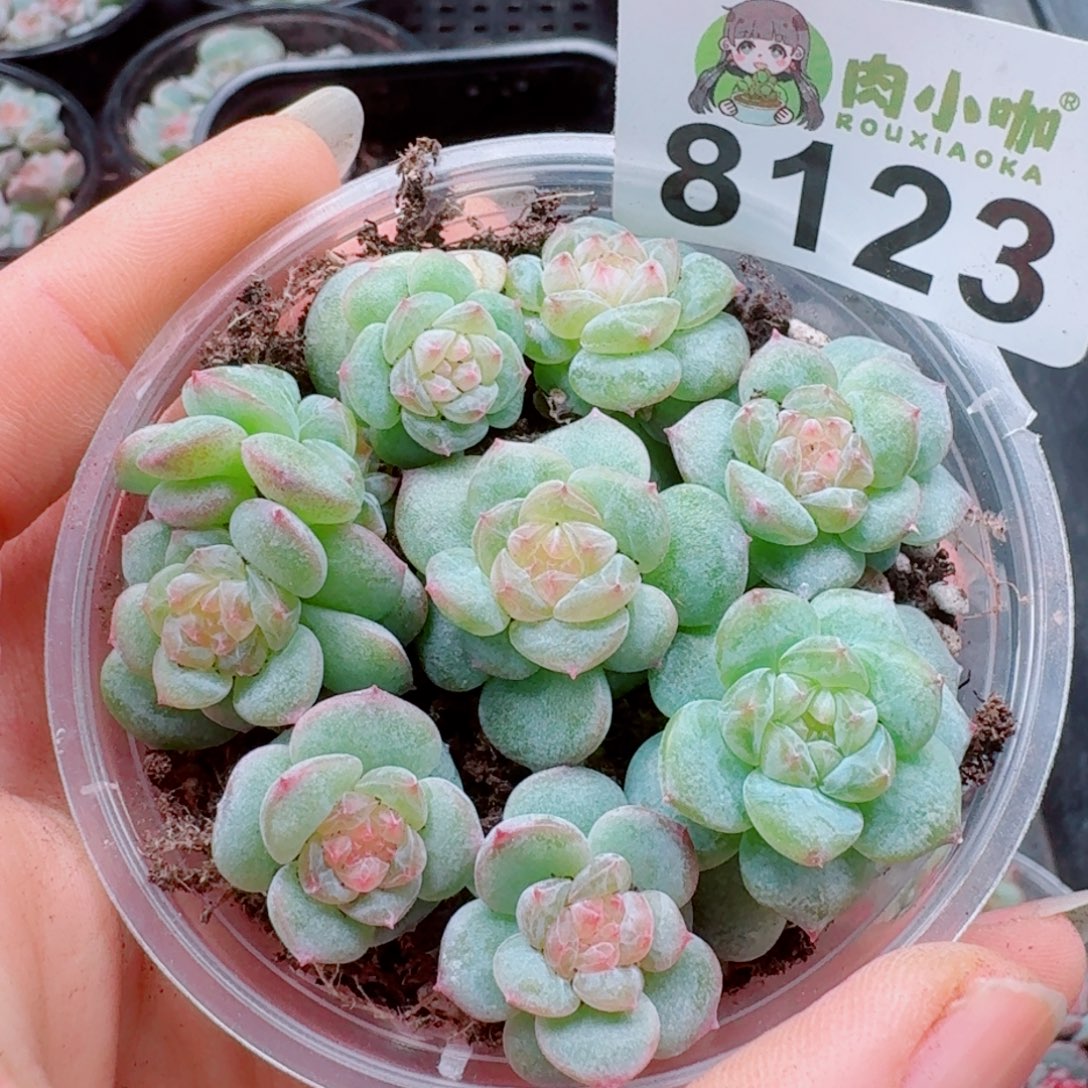 多肉植物多肉植物