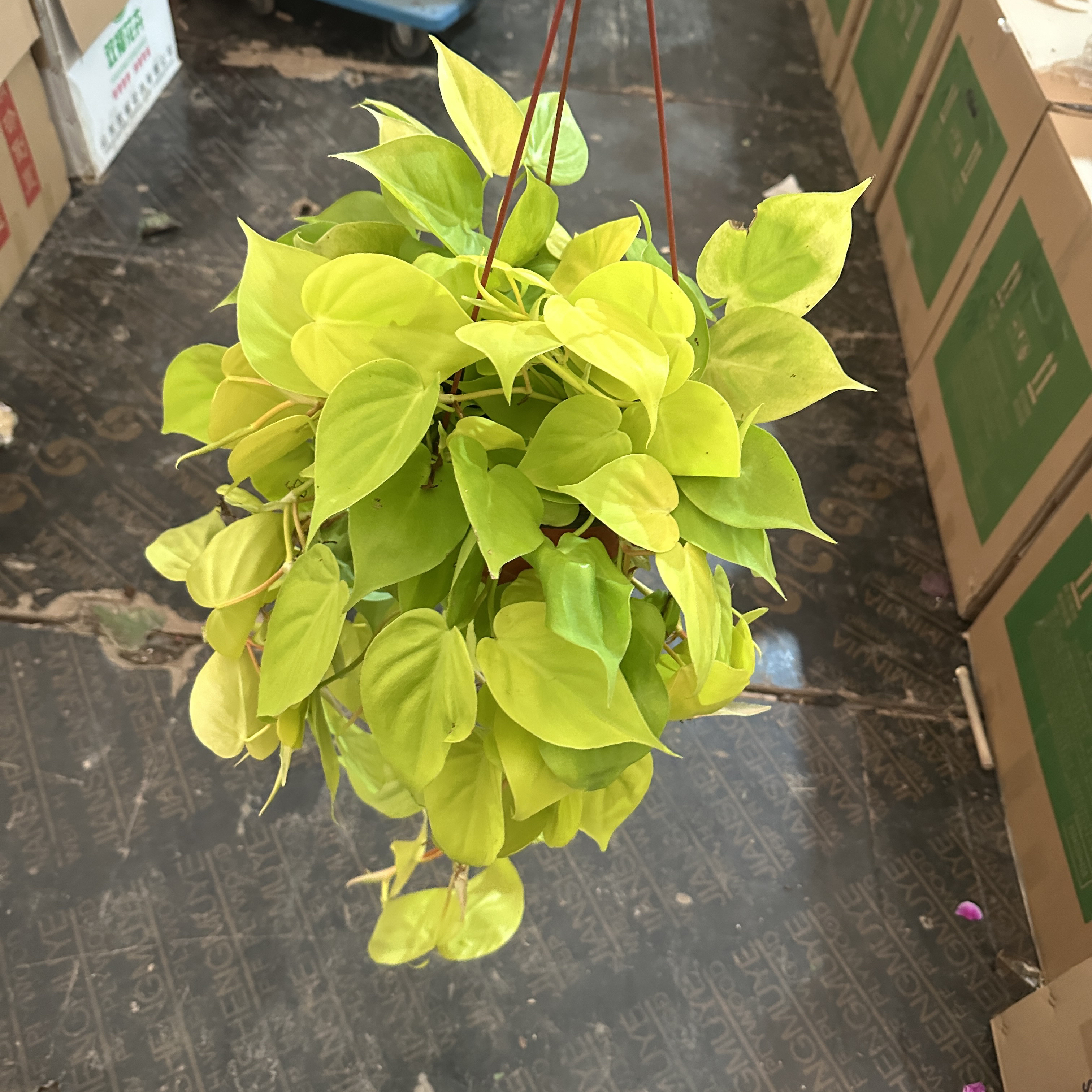 柠檬汁蔓绿绒室内垂吊观叶盆栽四季常青好养活净化空气