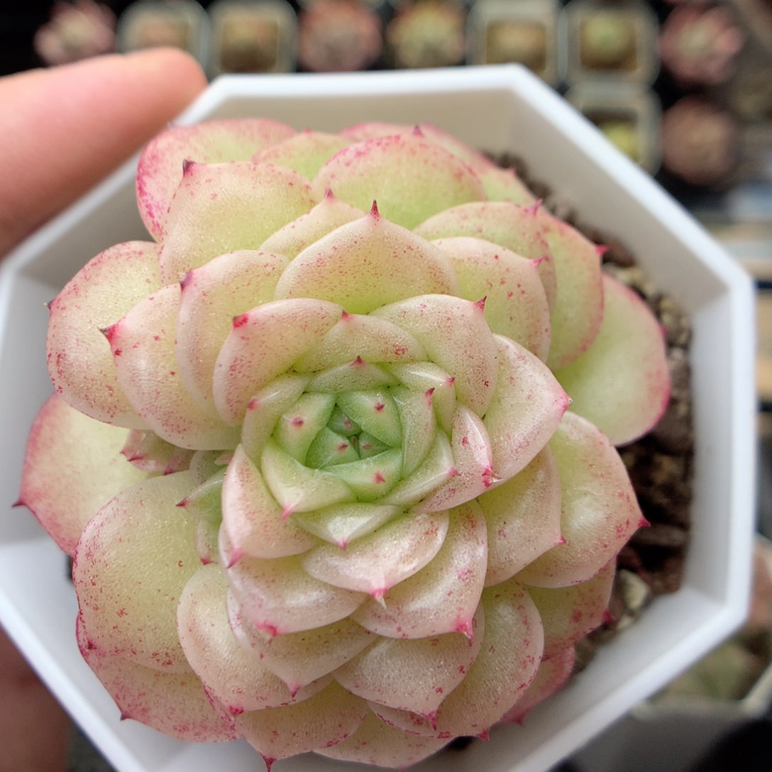 G76 ，20包邮两天凑单偏远不发货