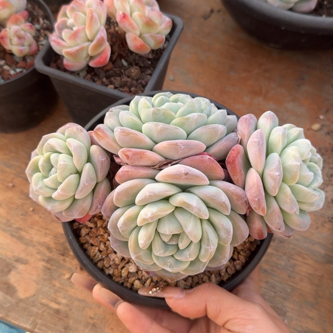 L**玲冰玉四头15cm 30