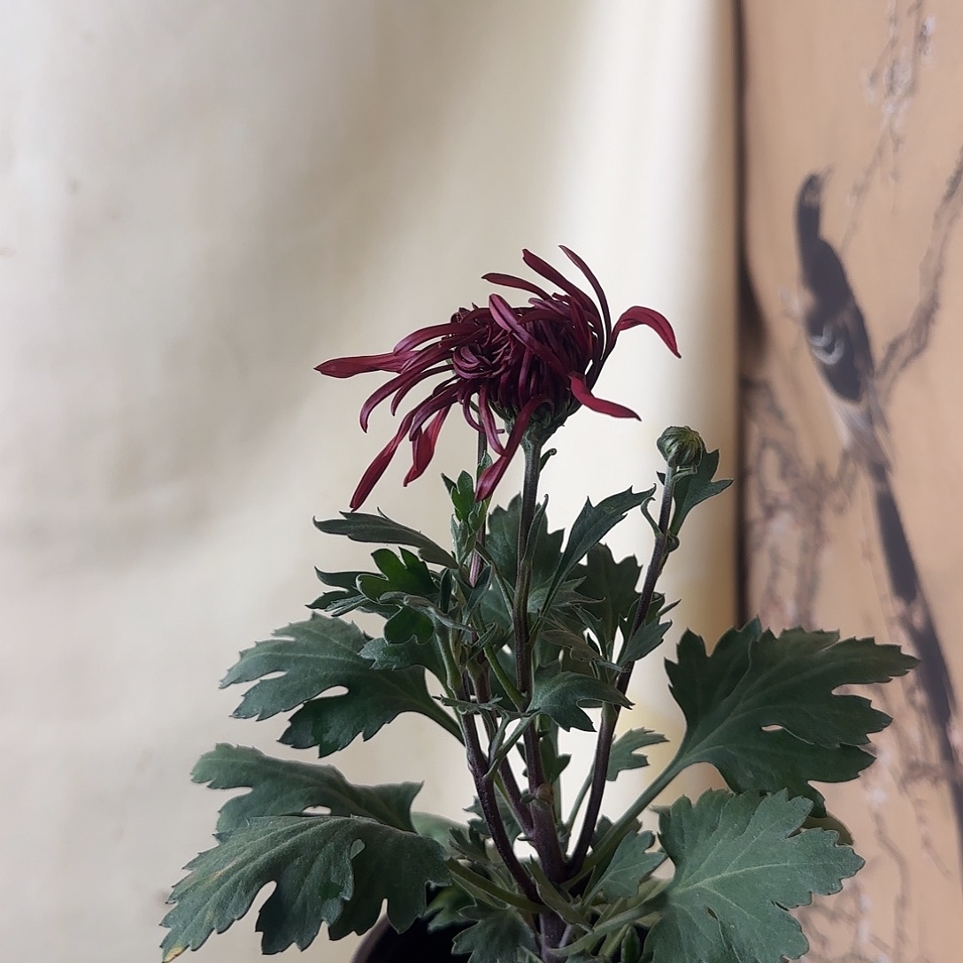 全部花朵M111111111