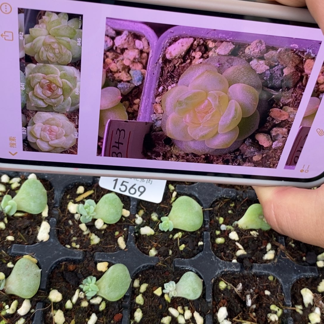 标1569风花843芽苗
