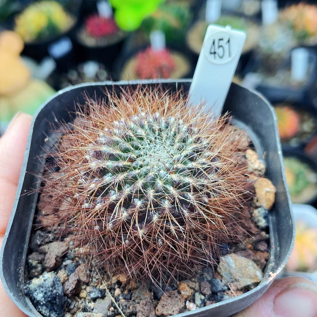 非偏远地区满25包邮仙人球