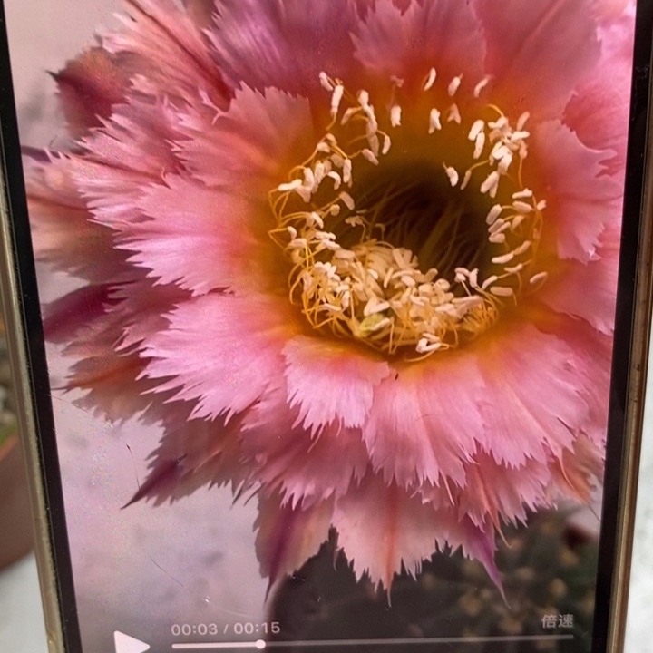 彩草羽毛1号带根6公分左右