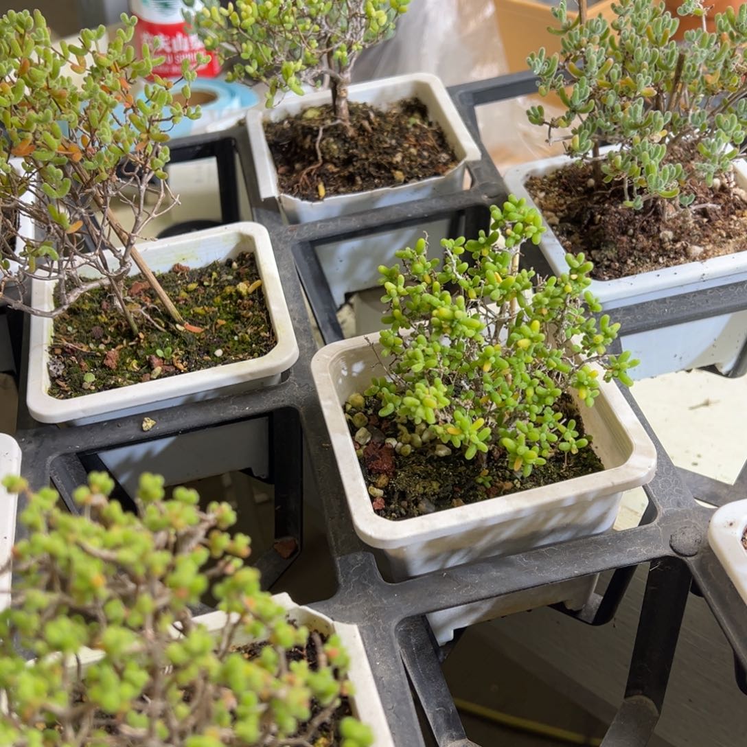 老桩福利枝干精品001号