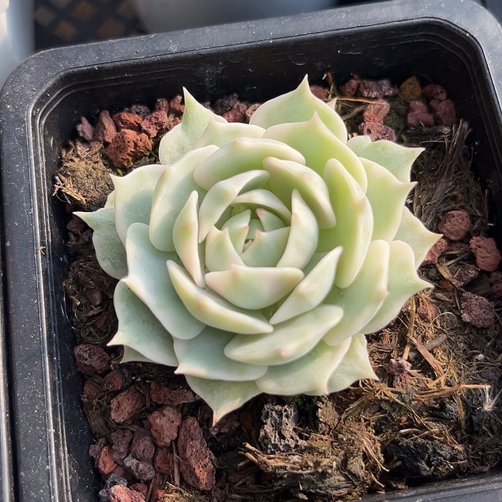 包子露娜莲锦多肉