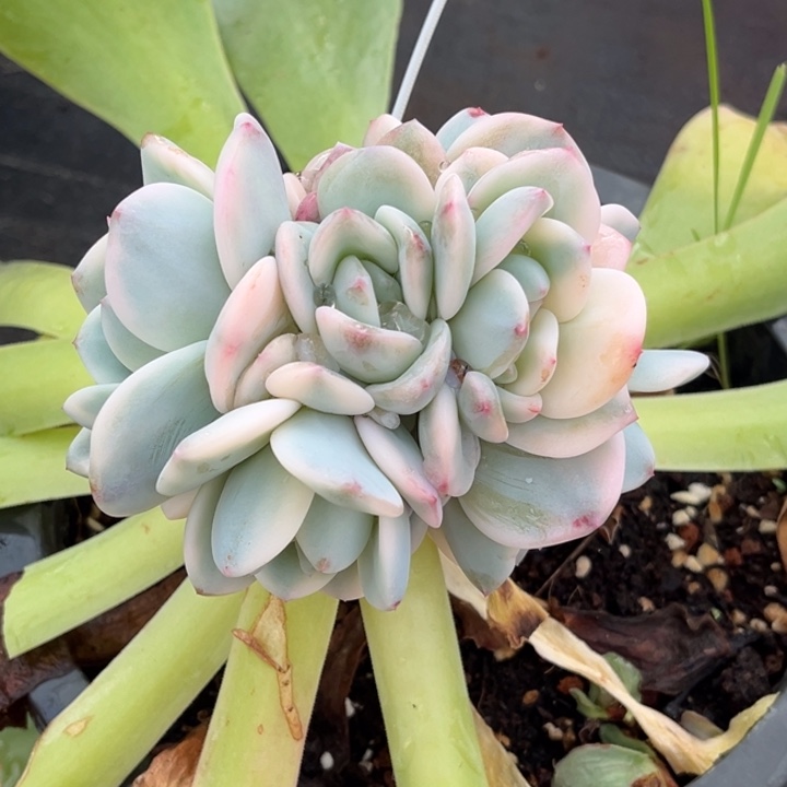 橙梦露锦一颗价格六头