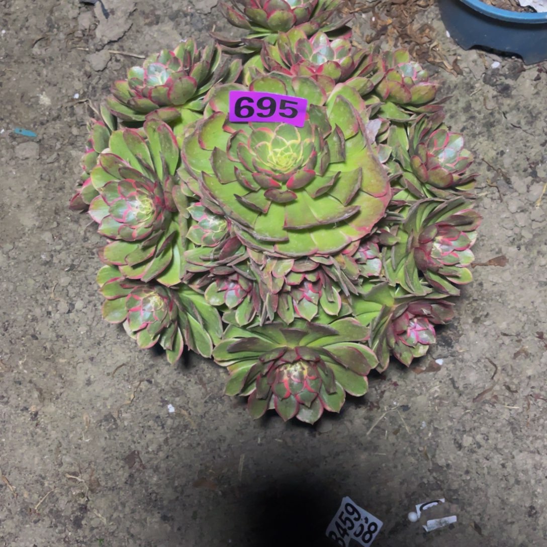 粉花妖16///-/14包邮