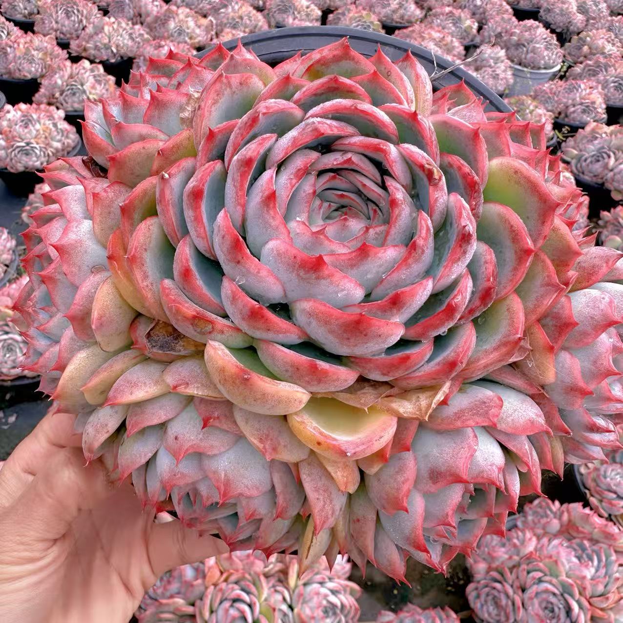 云漫多肉 盆栽侧影群生18-20cm 4头 多肉植物