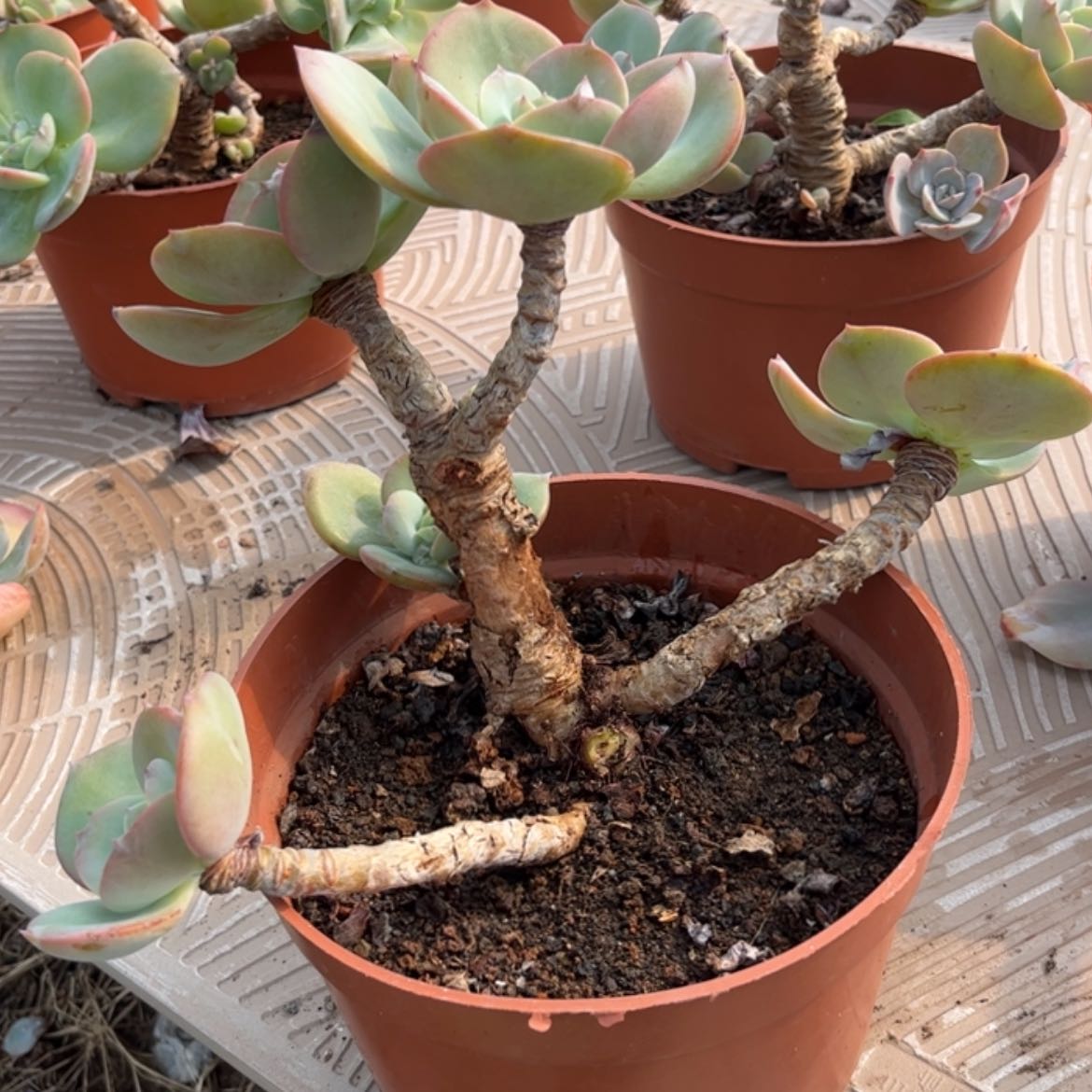 【闪购商品】无花朵红**叶