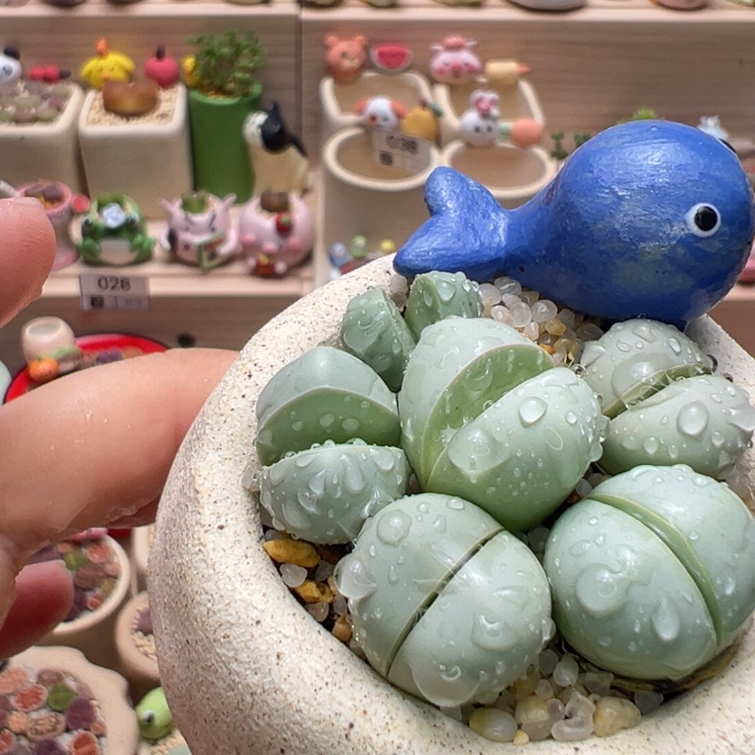 多肉植物46号元宝