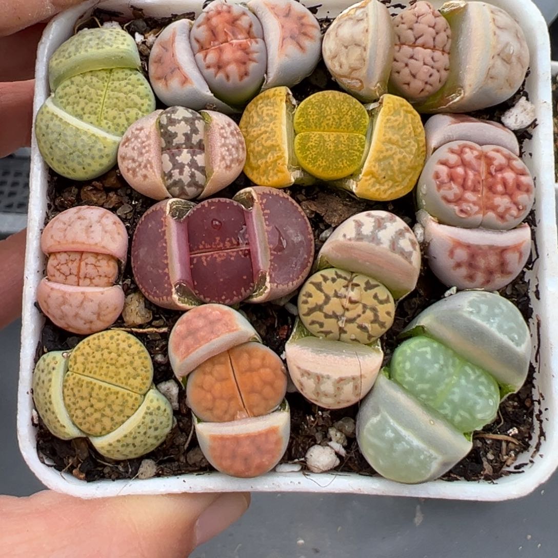 2.7好看的多肉750