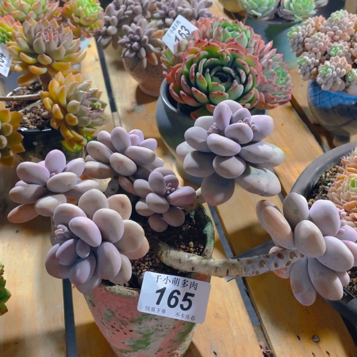 谢谢你的支持000000165