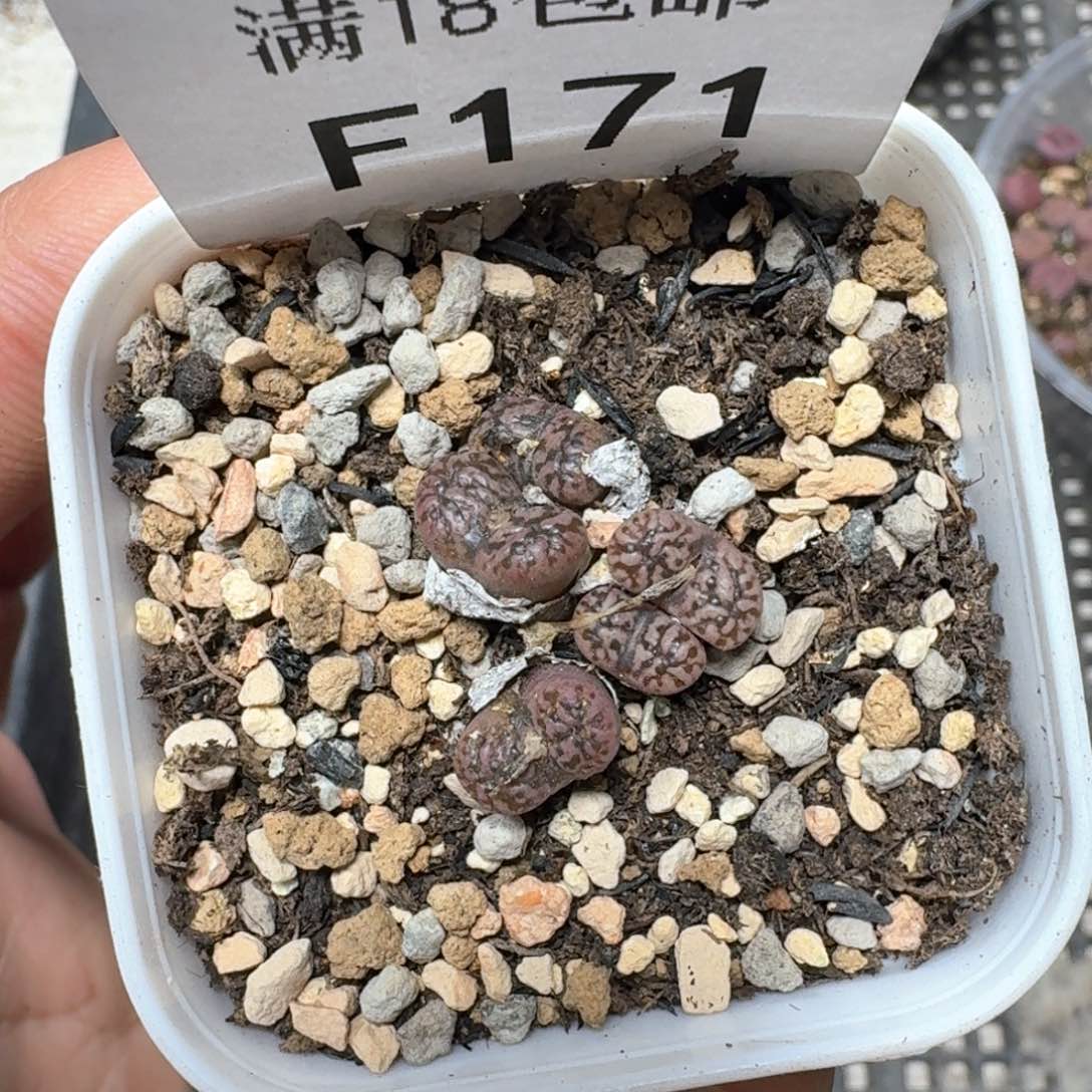 F171 紫鸟一颗。编号1444.32、 带盆