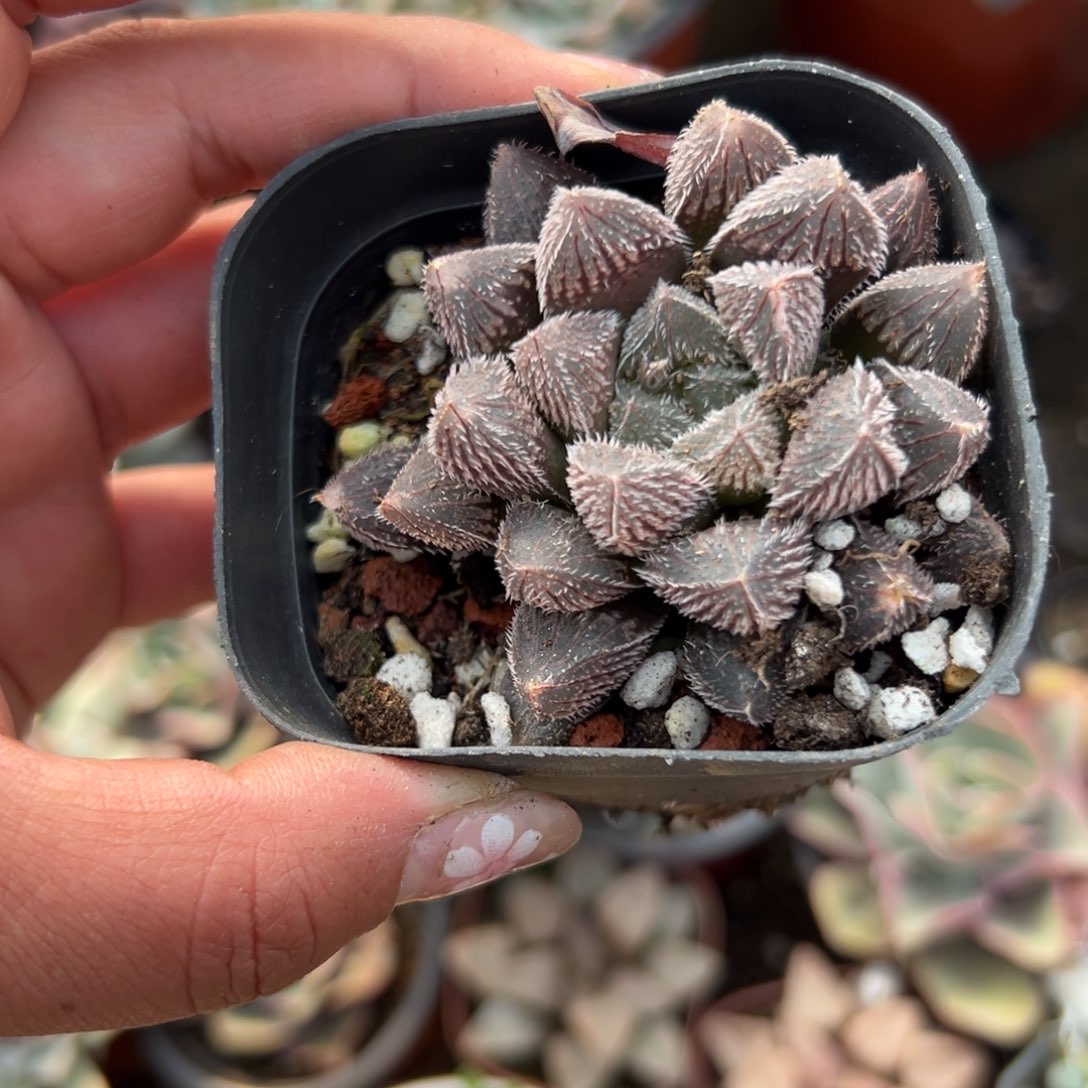 多肉植物多肉植物