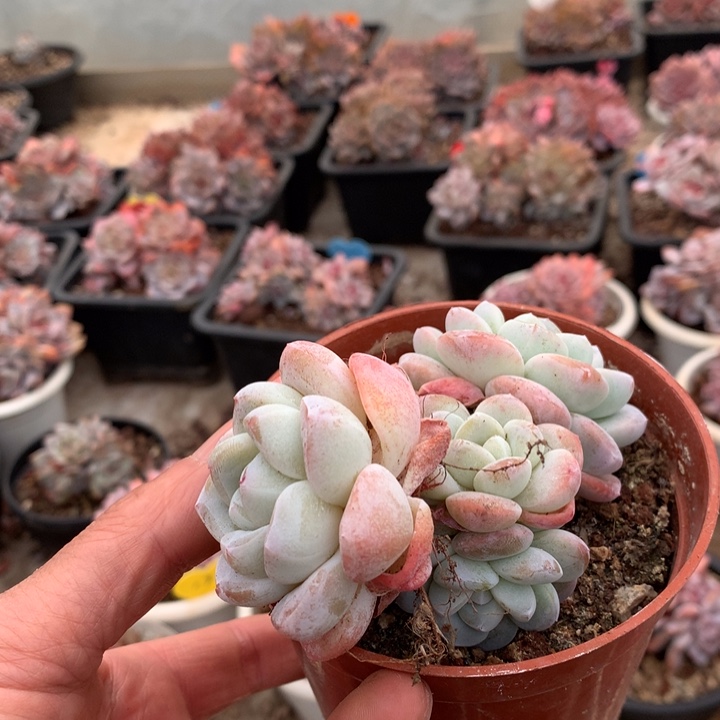 多肉植物石榴籽冰玉