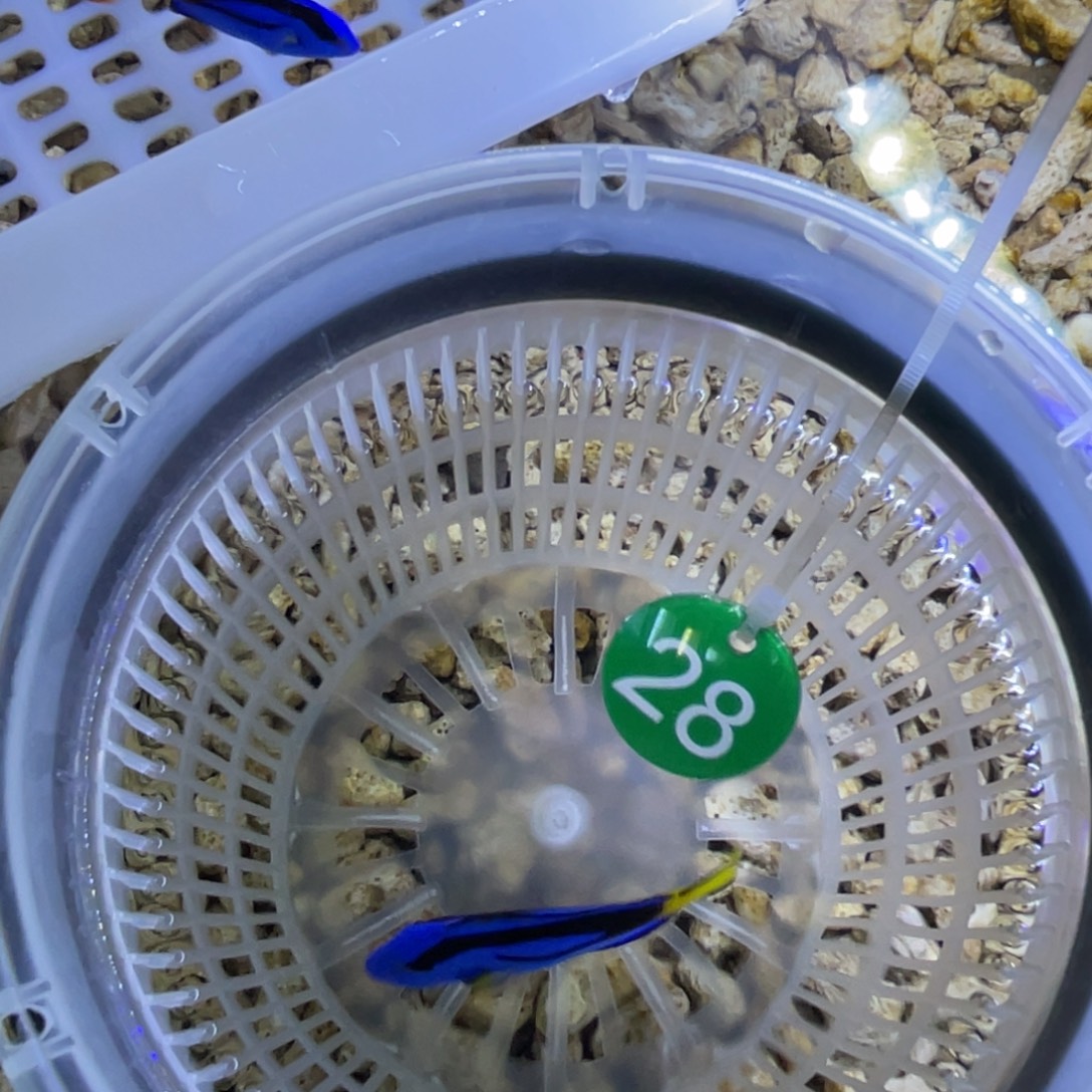 毛***豆海水鱼蓝调一条顺丰包邮