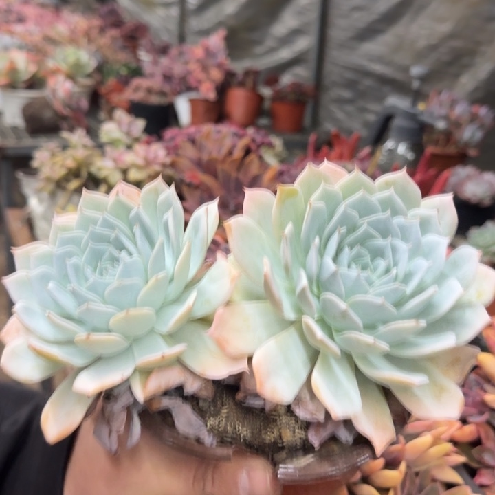 薄叶蓝鸟双头起发