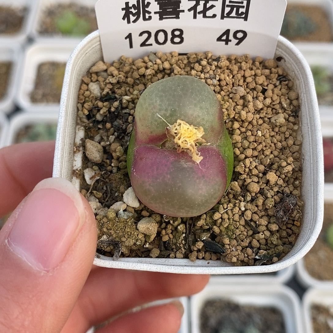 1208-49-大噘嘴毛。    