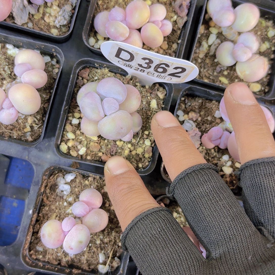 D362水光针一物一拍