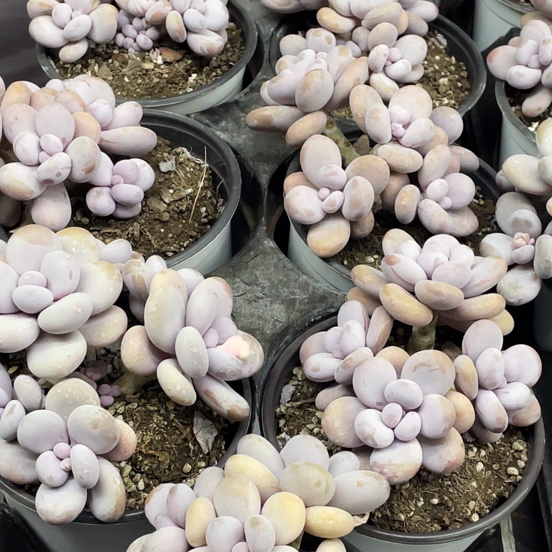 整桩无砍多头蛋黄奶一颗