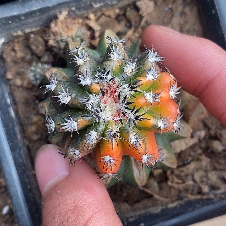 苗接奇特猫爪锦散斑