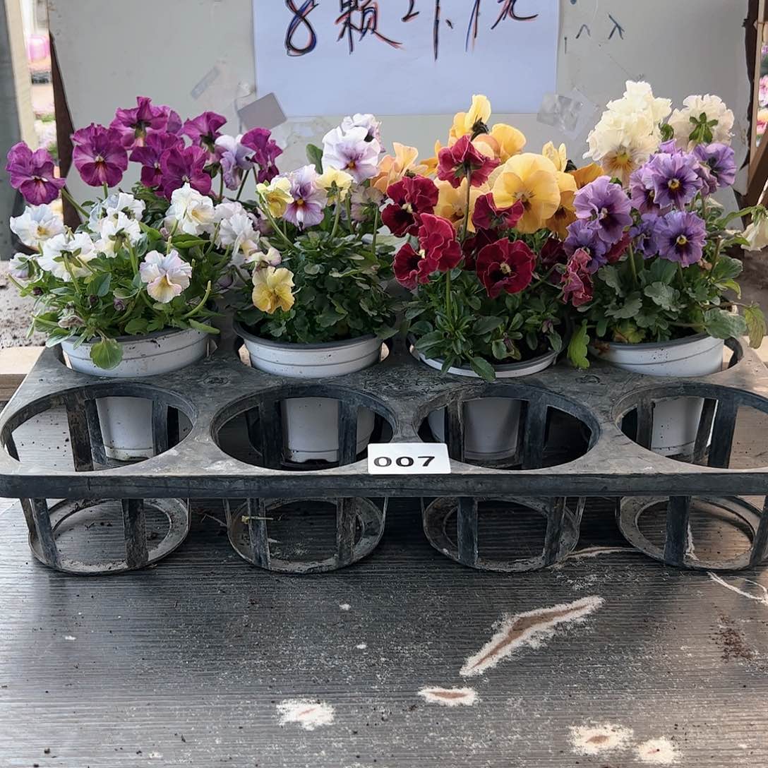 【闪购商品】007号