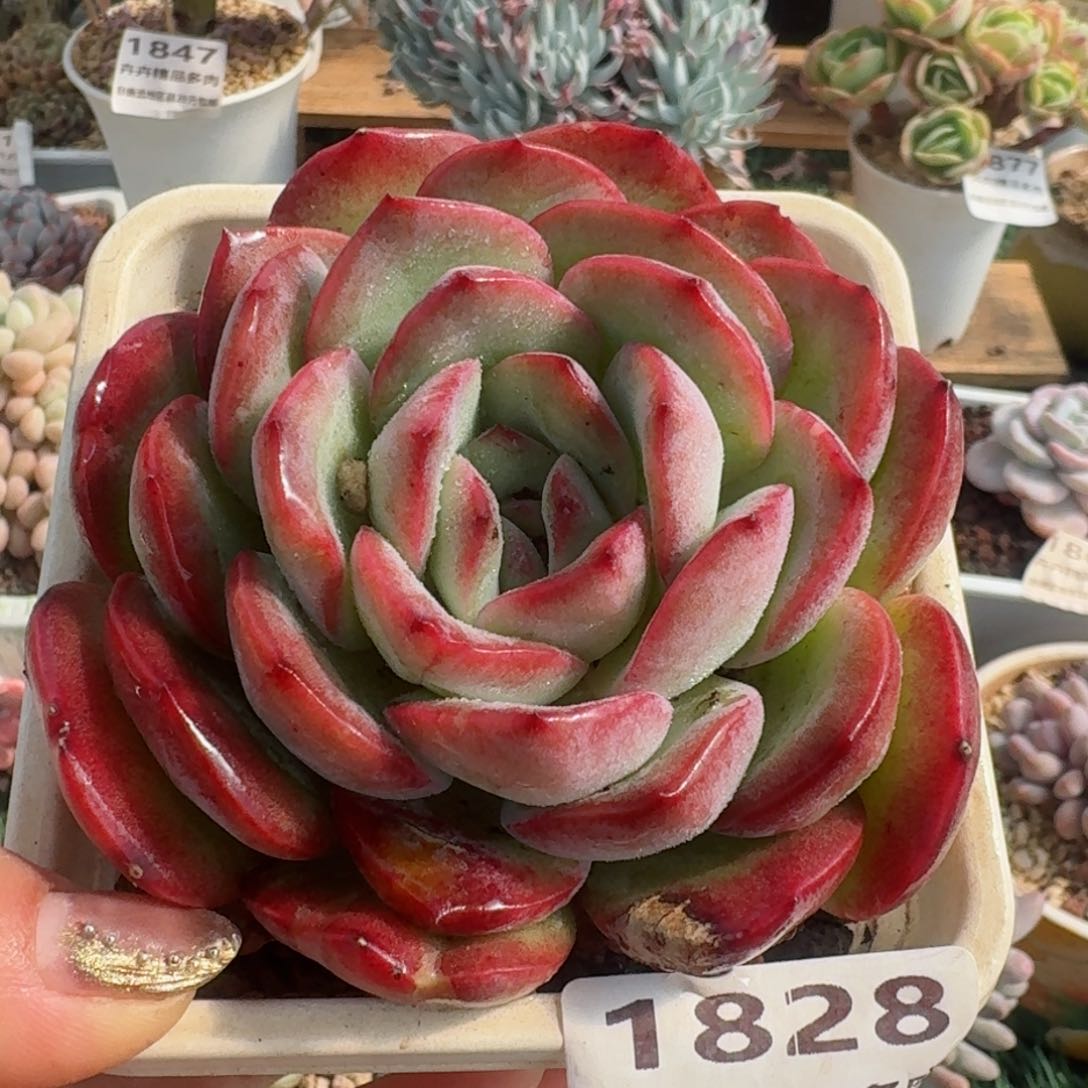 1828一物一拍（满28包邮）