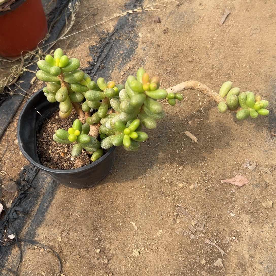 多肉植物绿龟卵群